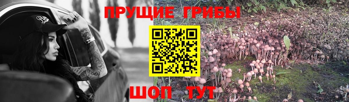 Галлюциногенные грибы Psilocybe Кирово-Чепецк
