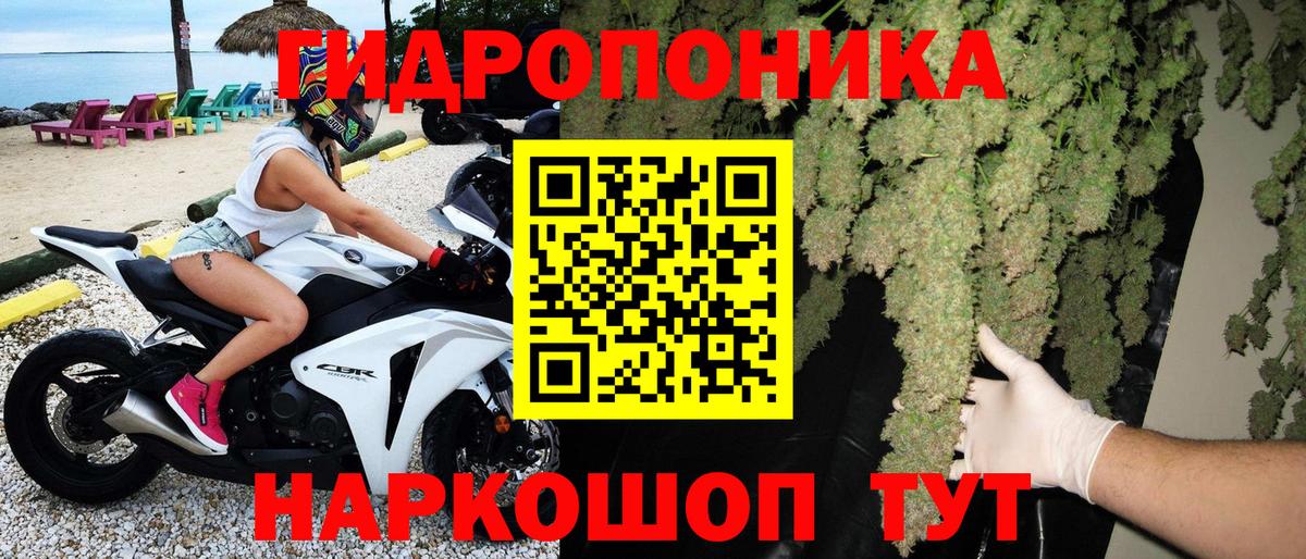 Каннабис планчик  МАРИХУАНА Bruce Banner  Марихуана тримм  Вход с VPN  Кирово-Чепецк 